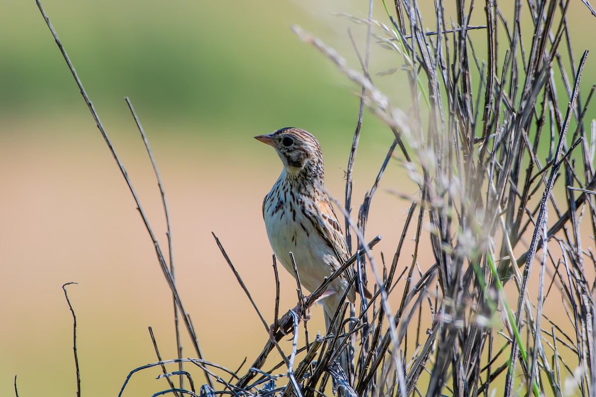 Vesper Sparrow - ML620247968