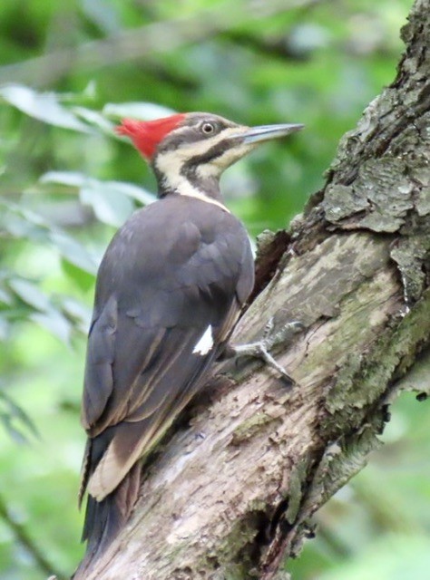 Pileated Woodpecker - ML620248002