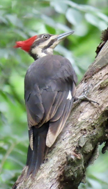 Pileated Woodpecker - ML620248003