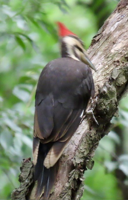 Pileated Woodpecker - ML620248005