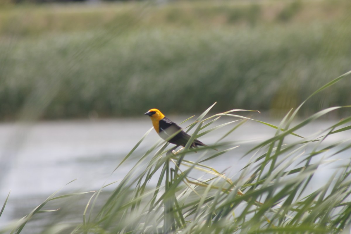 Yellow-headed Blackbird - ML620248009