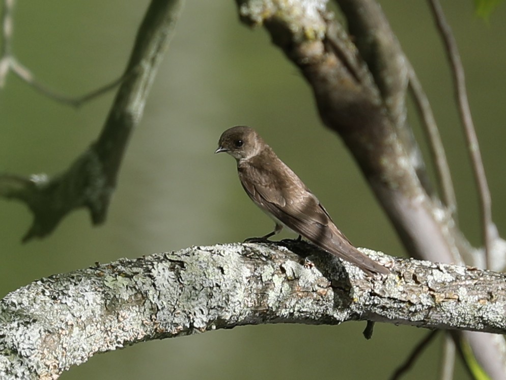 Northern Rough-winged Swallow - Owen Morgan