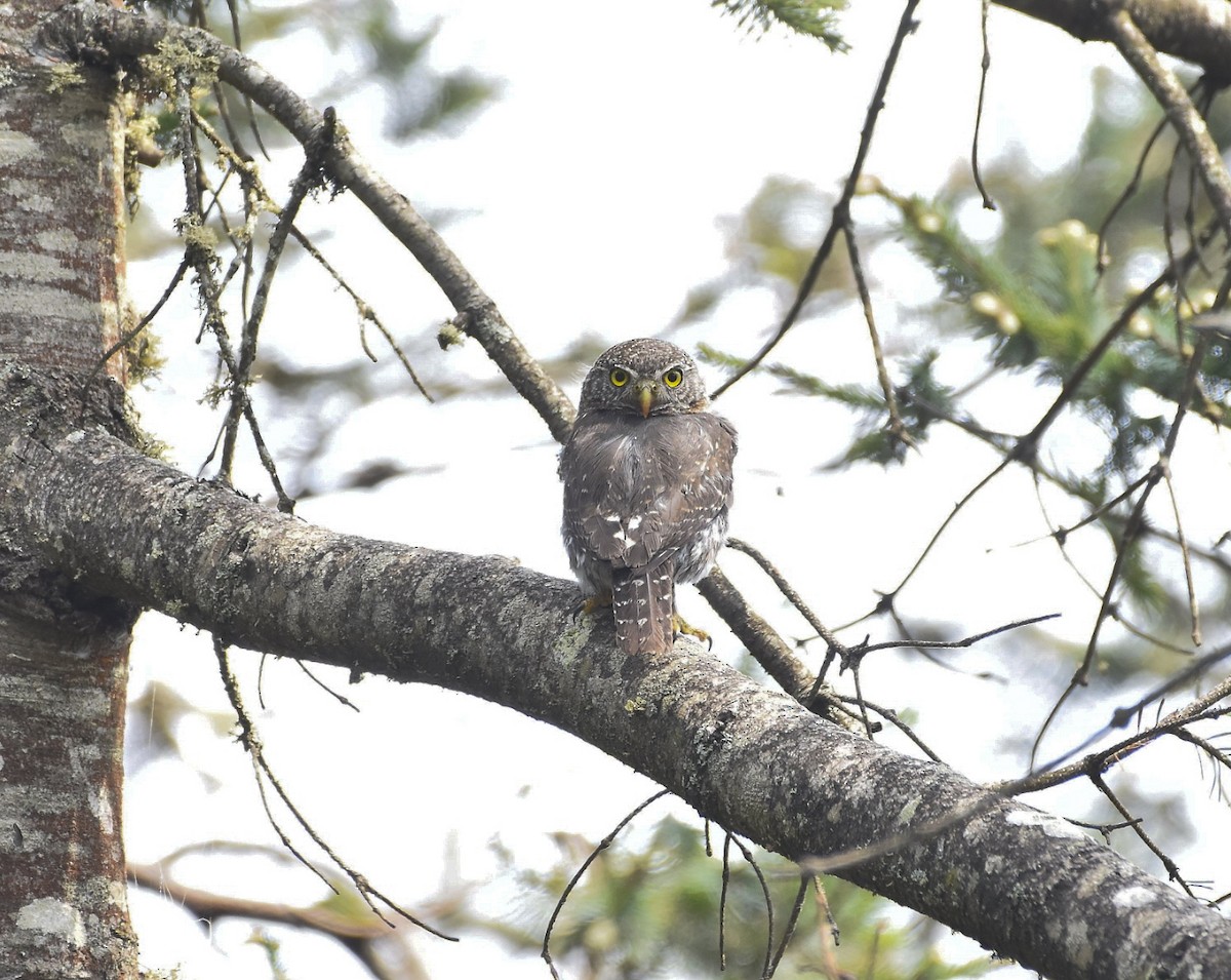 Northern Pygmy-Owl (Guatemalan) - ML620248014