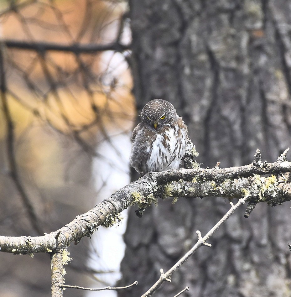 Northern Pygmy-Owl (Guatemalan) - ML620248015