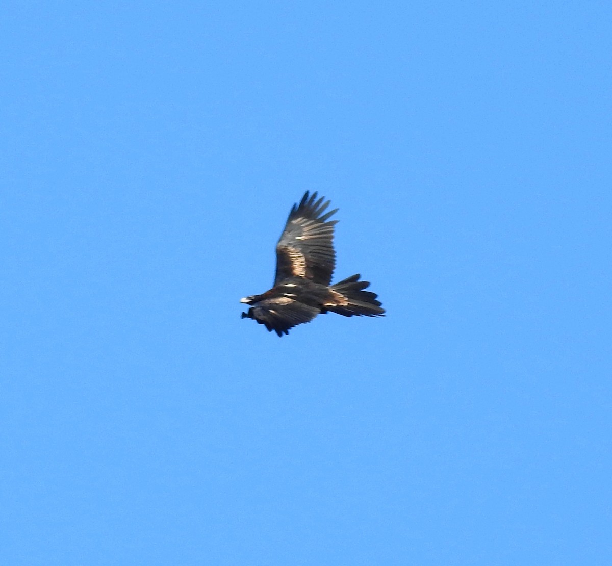 Wedge-tailed Eagle - ML620248032