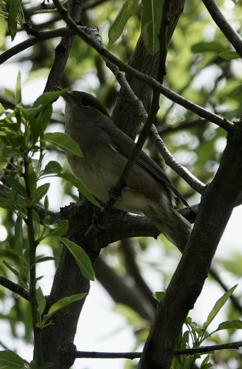 Eurasian Blackcap - ML620248038