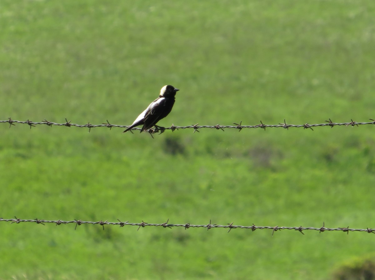 bobolink americký - ML620248039