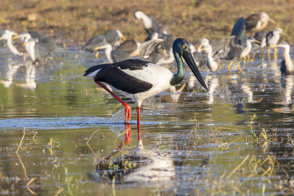 Black-necked Stork - ML620248041