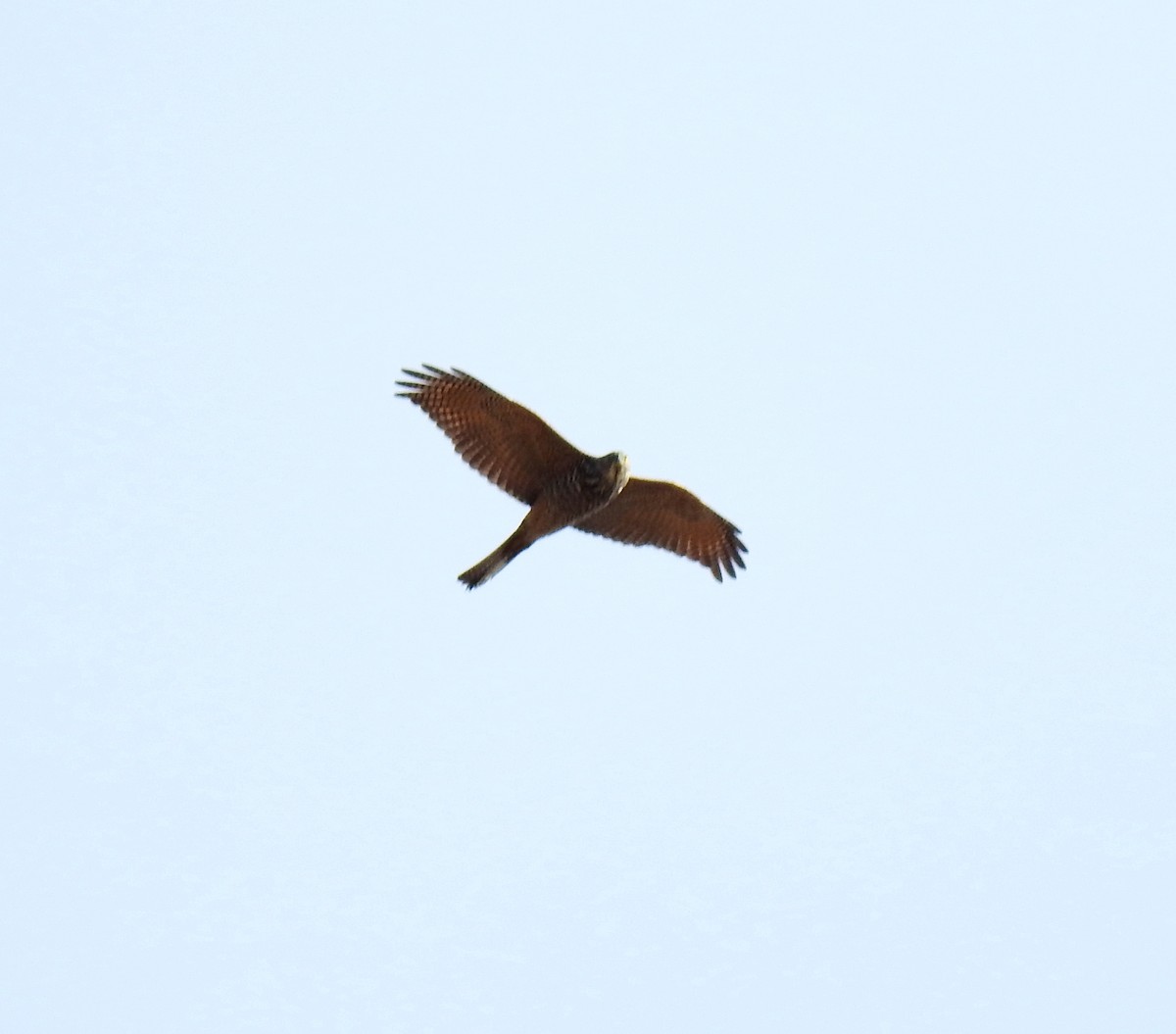 Collared Sparrowhawk - ML620248042