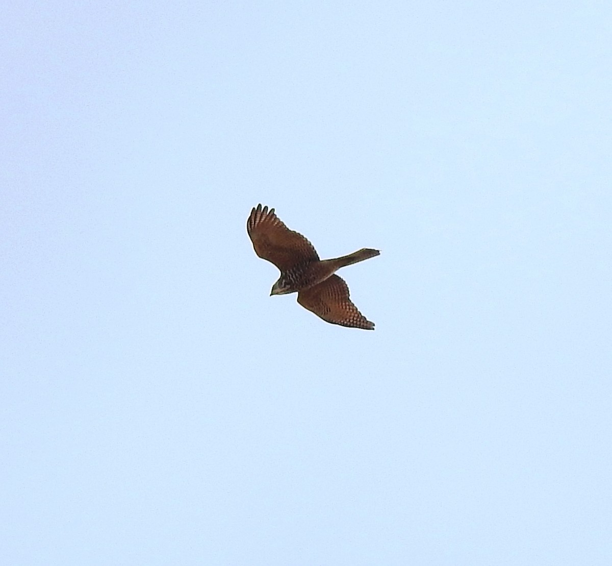 Collared Sparrowhawk - ML620248044