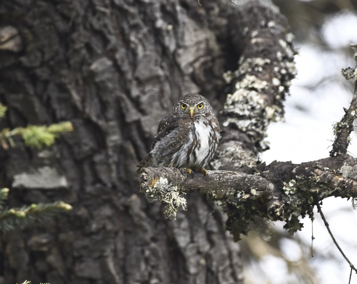 Northern Pygmy-Owl (Guatemalan) - ML620248045