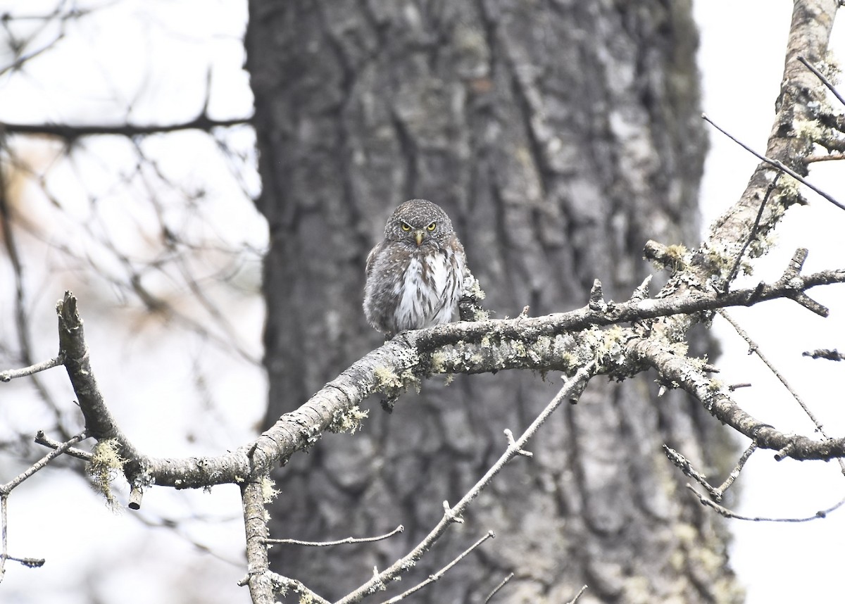 Northern Pygmy-Owl (Guatemalan) - ML620248046