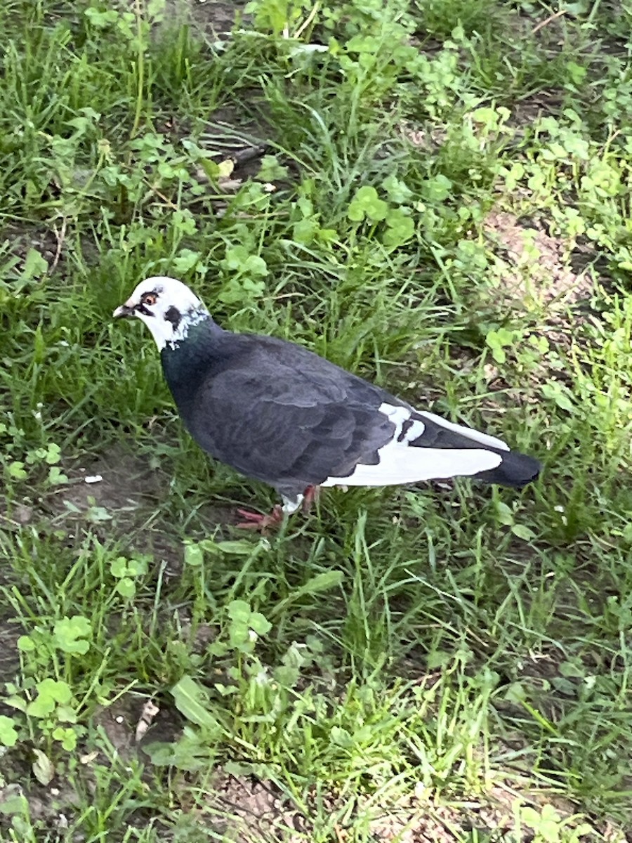 Rock Pigeon (Feral Pigeon) - ML620248052