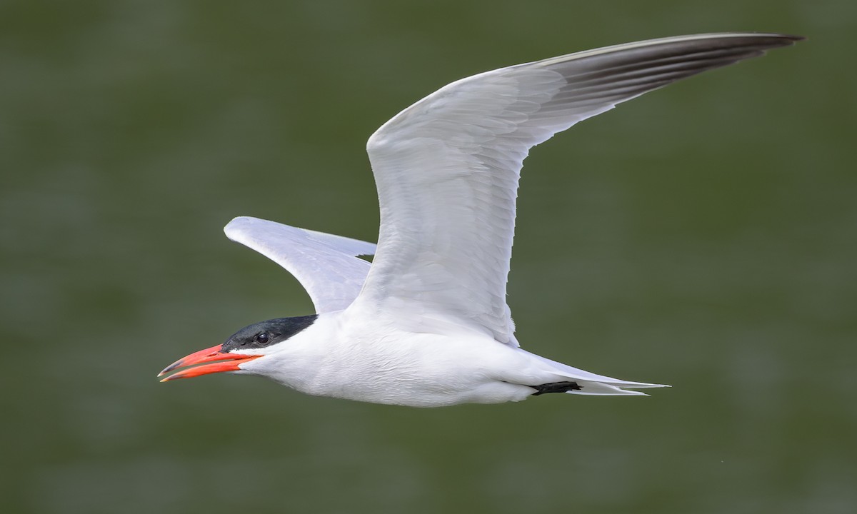 Caspian Tern - ML620248053