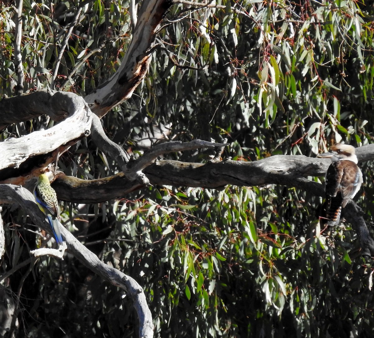 Laughing Kookaburra - ML620248056