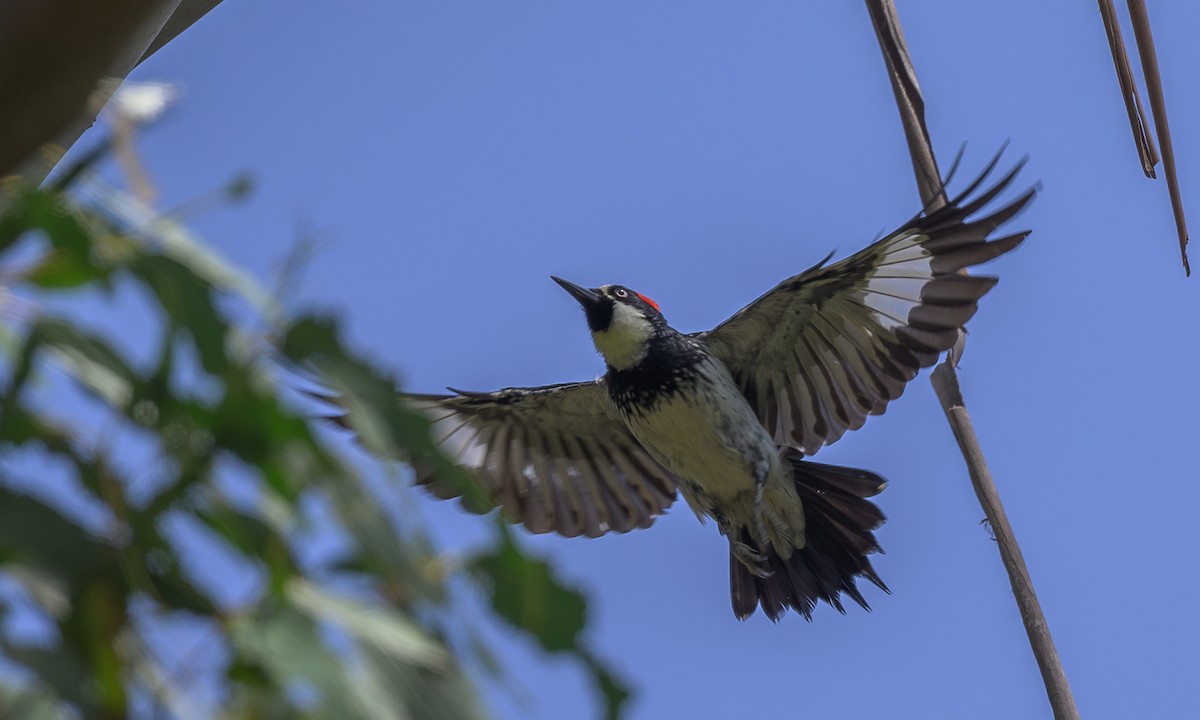 Acorn Woodpecker - ML620248061