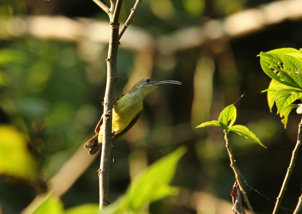 Little Spiderhunter - ML620248064