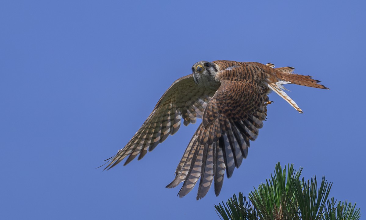 American Kestrel - ML620248072