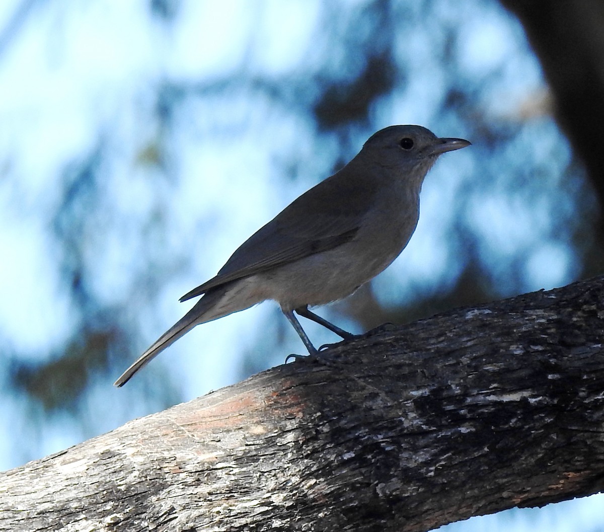 Gray Shrikethrush - ML620248082