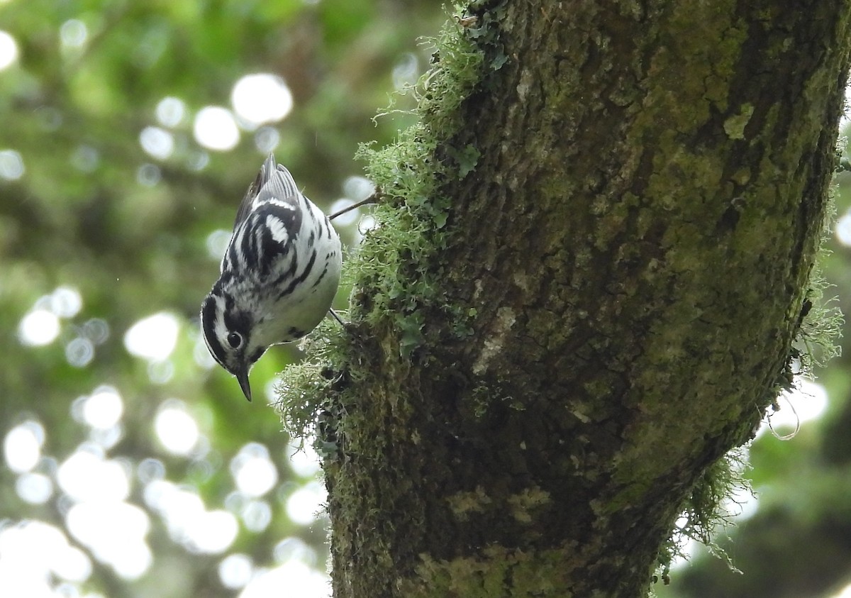 Black-and-white Warbler - ML620248086