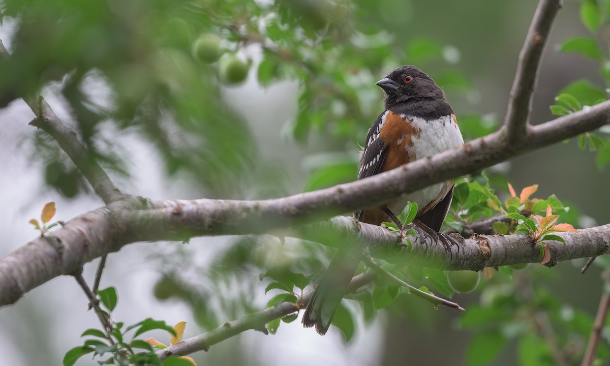 Spotted Towhee - ML620248090