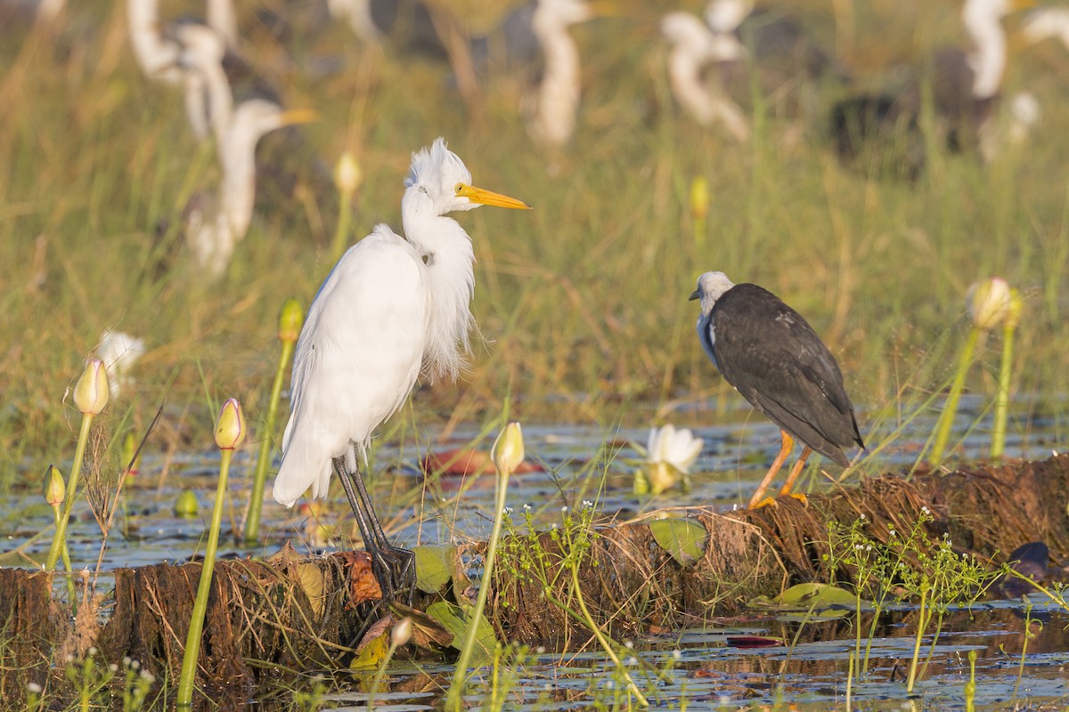 Plumed Egret - ML620248092