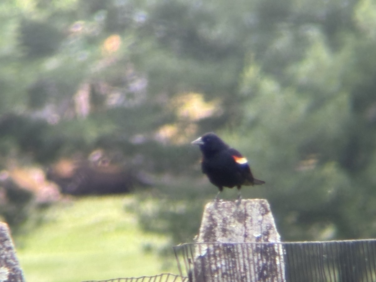 Red-winged Blackbird - ML620248096