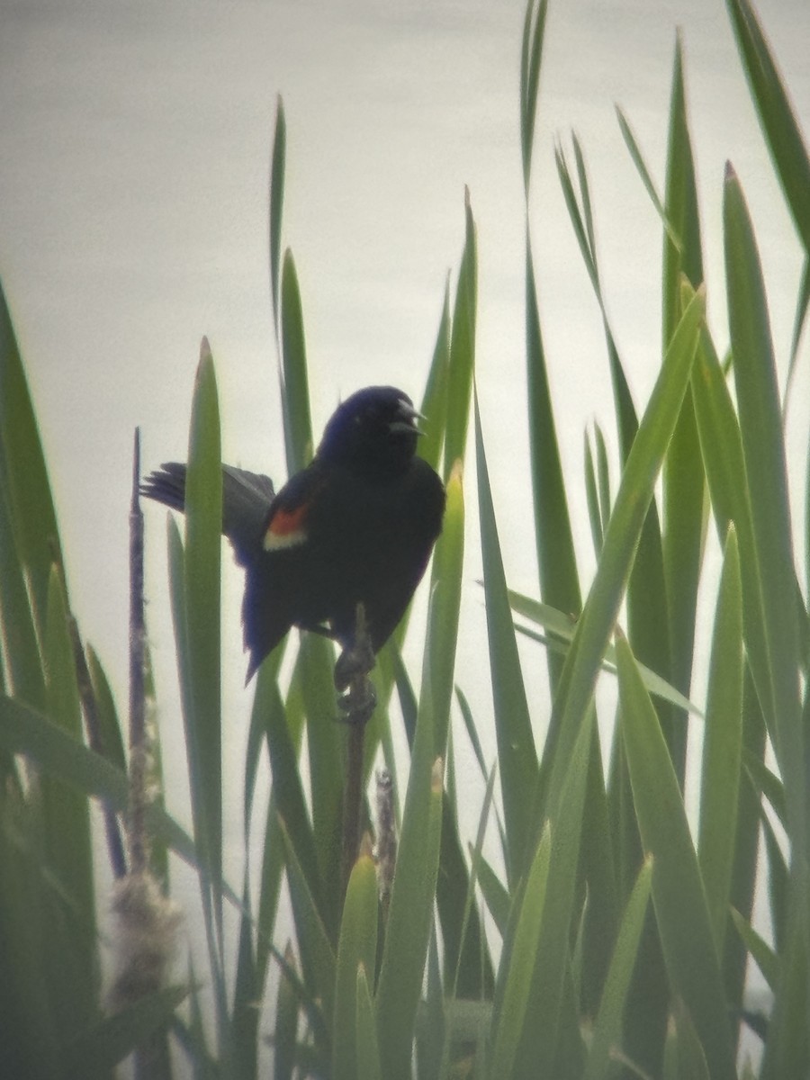 Red-winged Blackbird - ML620248097