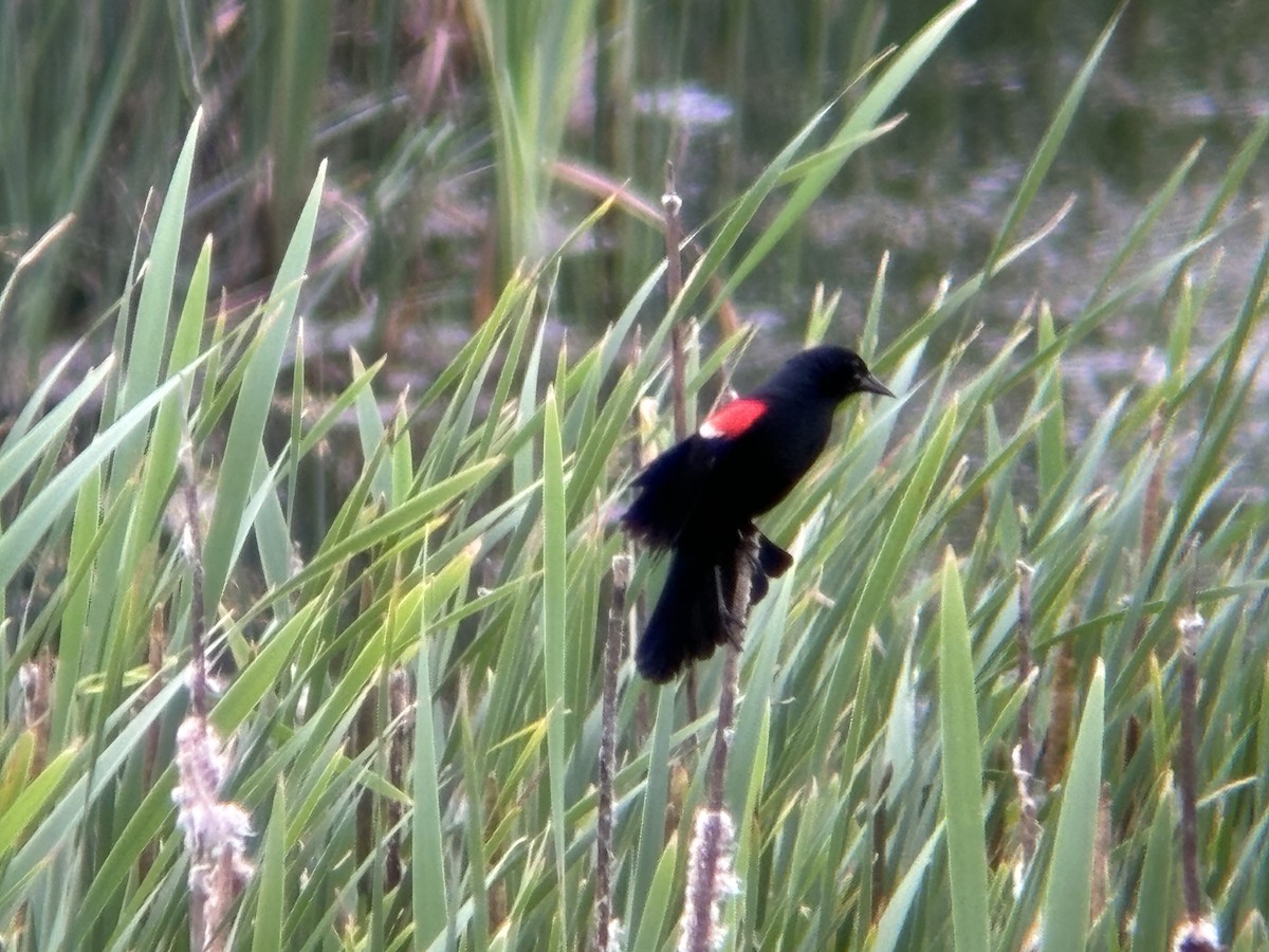 Red-winged Blackbird - ML620248100