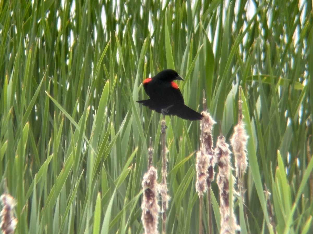 Red-winged Blackbird - ML620248101