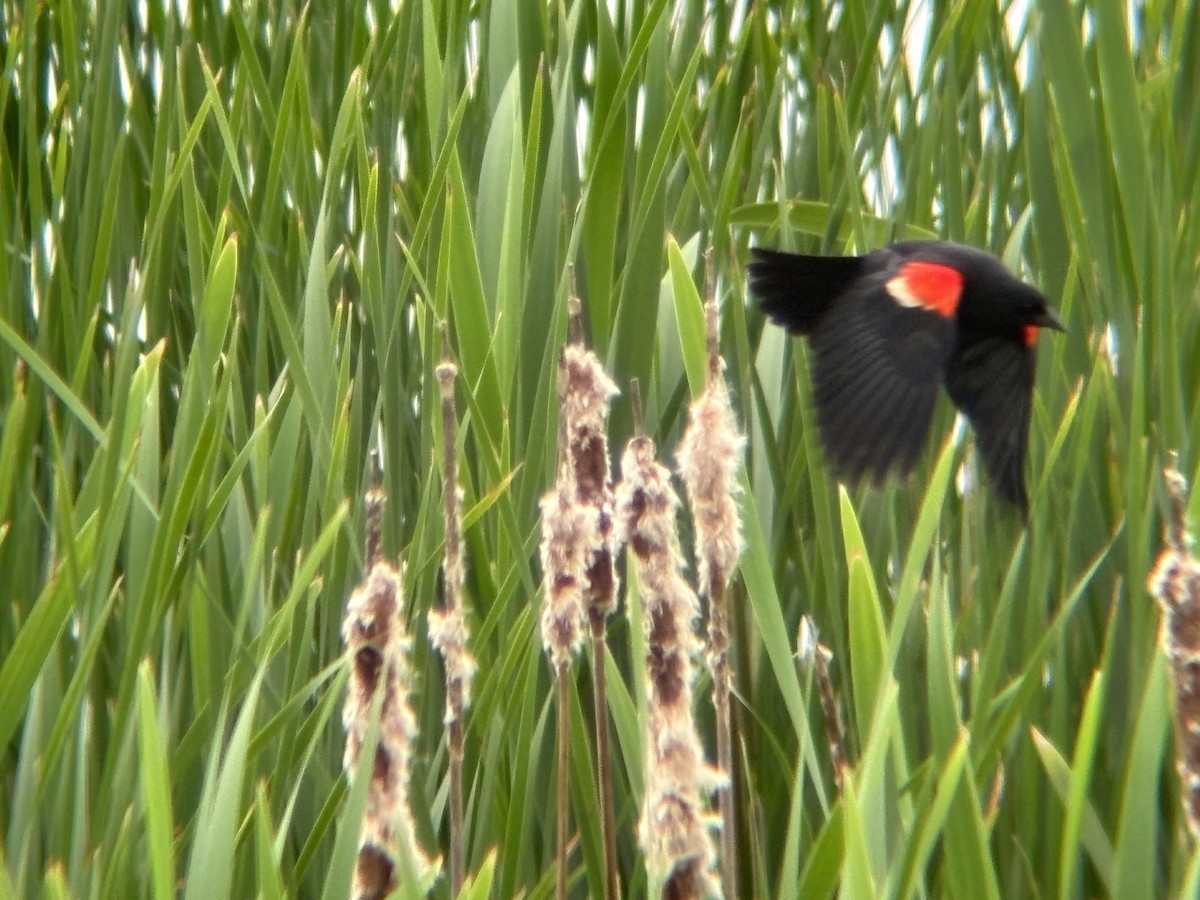 Red-winged Blackbird - ML620248103
