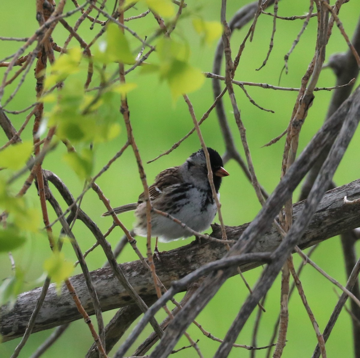 Harris's Sparrow - adam zions