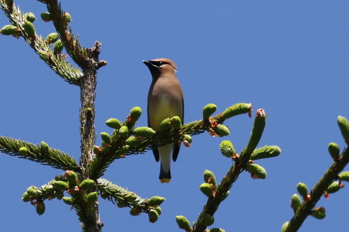 Cedar Waxwing - ML620248110