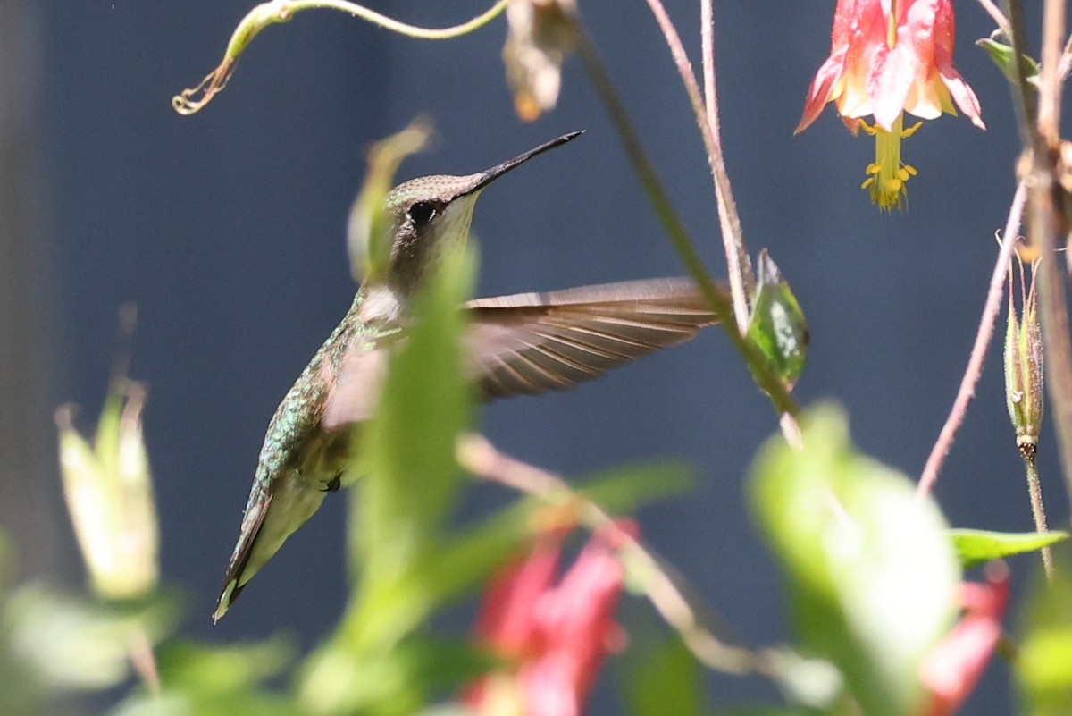 Ruby-throated Hummingbird - ML620248115