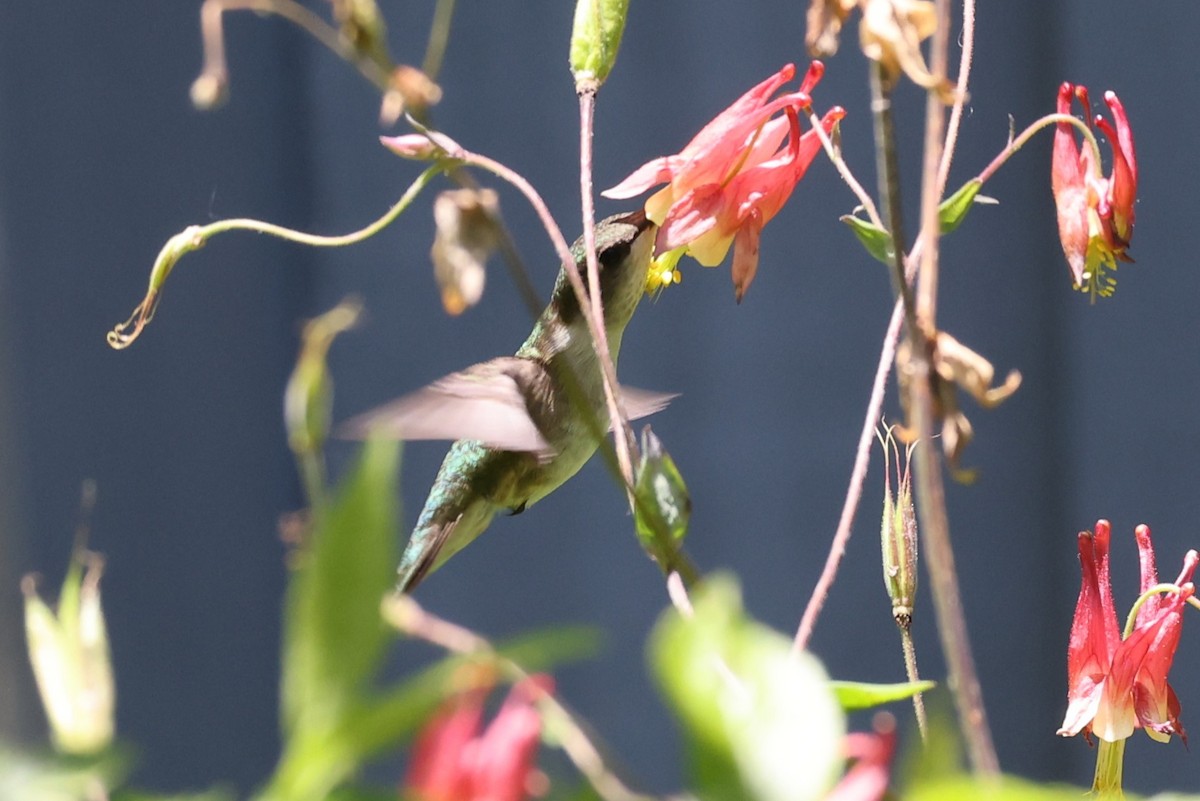 Ruby-throated Hummingbird - ML620248116