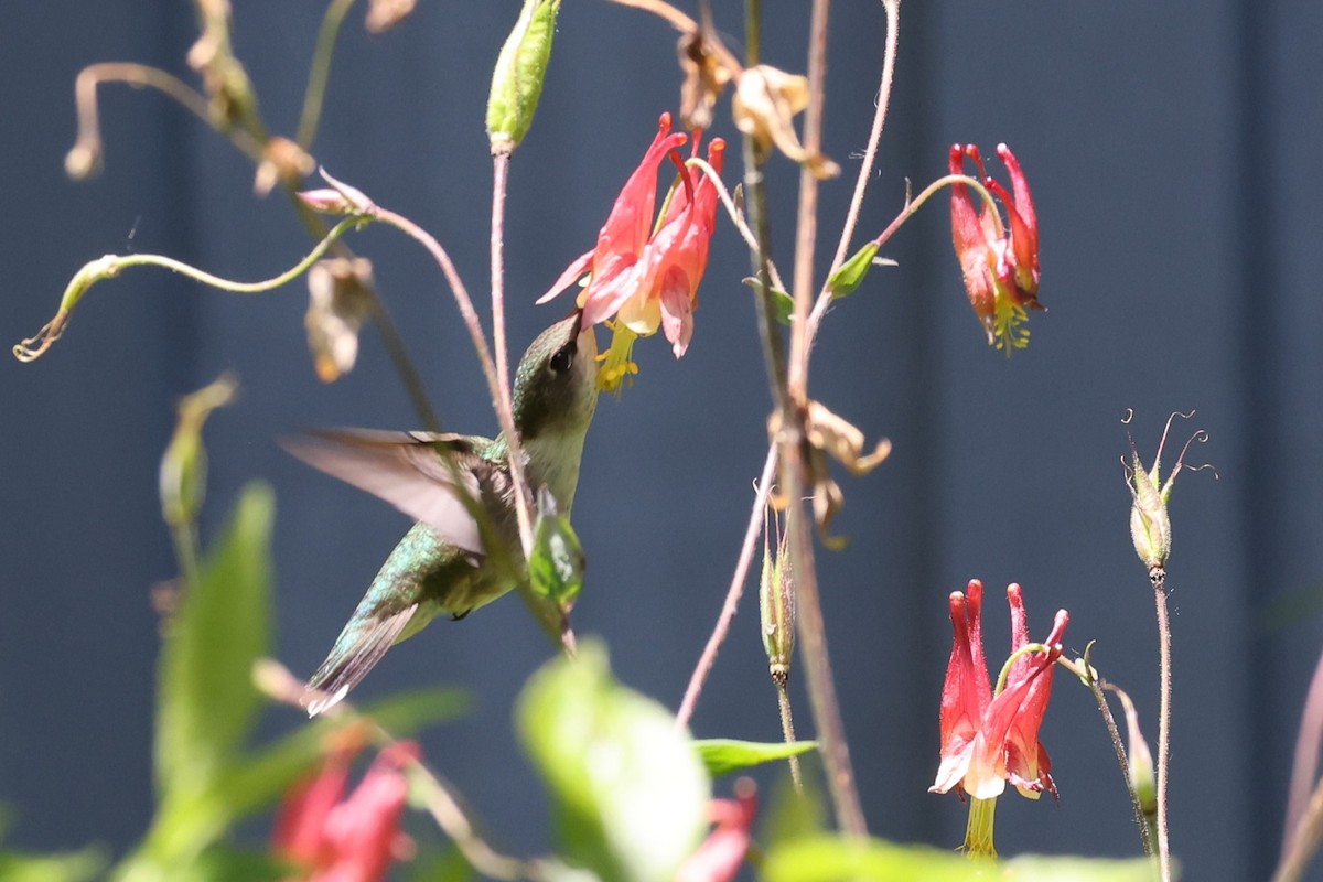 Ruby-throated Hummingbird - ML620248117