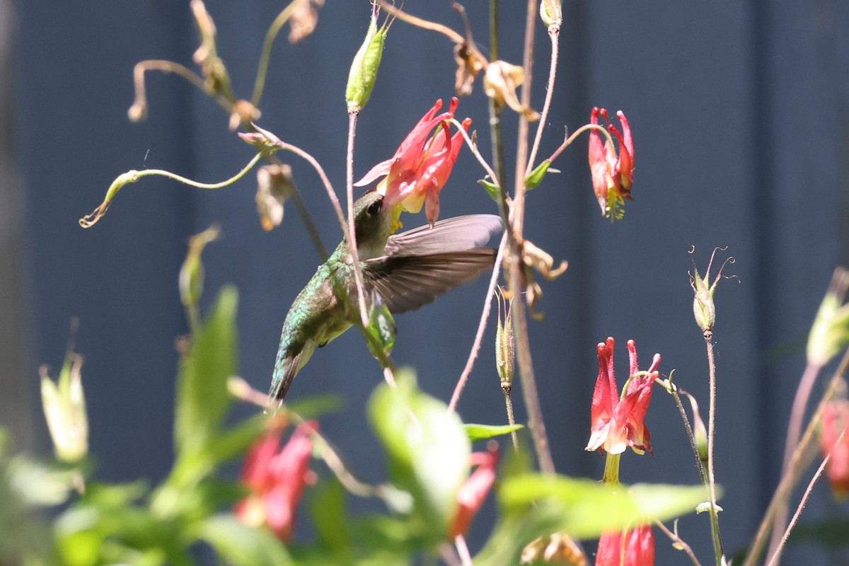 Ruby-throated Hummingbird - ML620248118