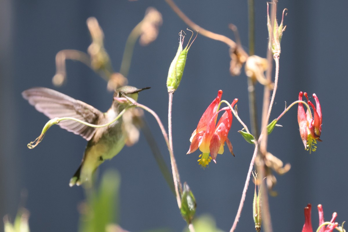 Colibri à gorge rubis - ML620248119