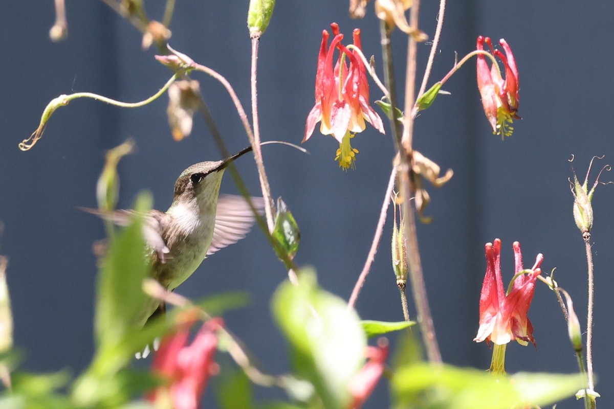 Ruby-throated Hummingbird - ML620248120