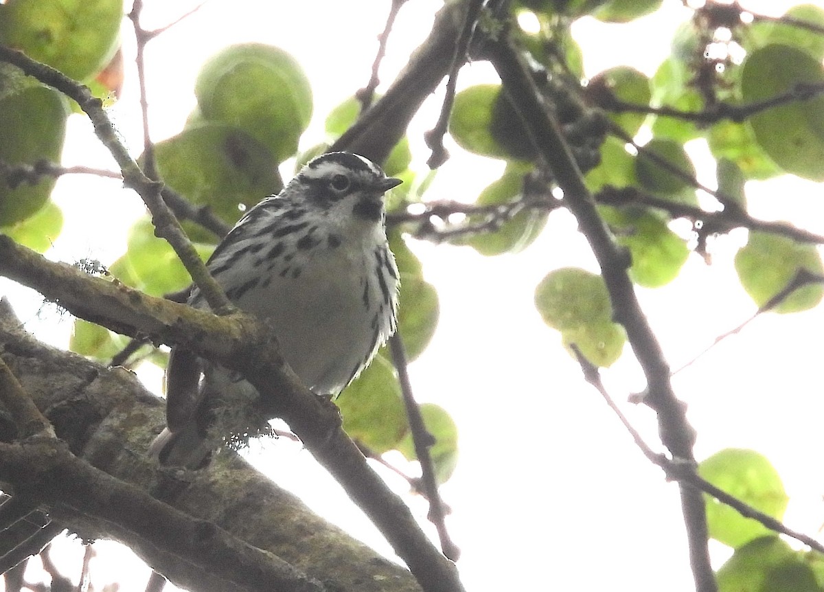 Black-and-white Warbler - ML620248121
