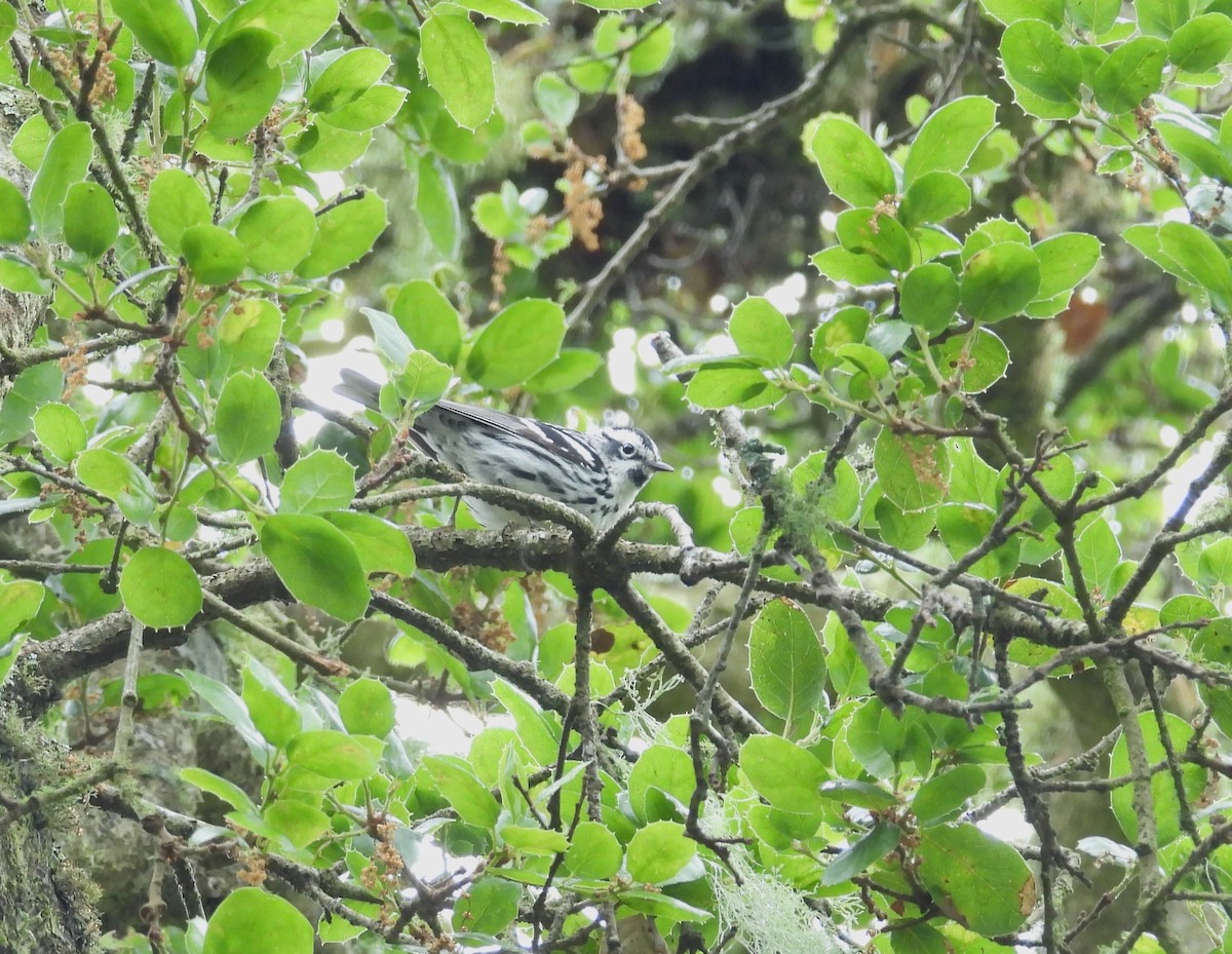 Black-and-white Warbler - ML620248122