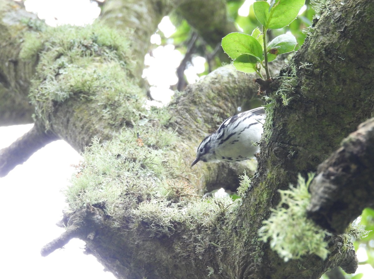 Black-and-white Warbler - ML620248123
