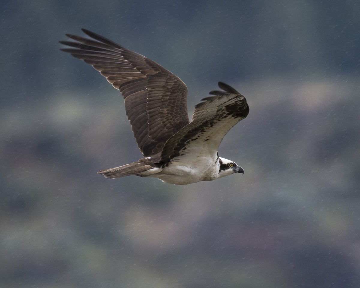 Balbuzard pêcheur - ML620248128