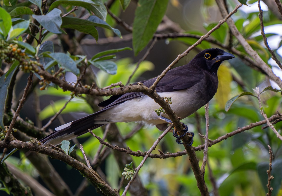 Brown Jay - ML620248135