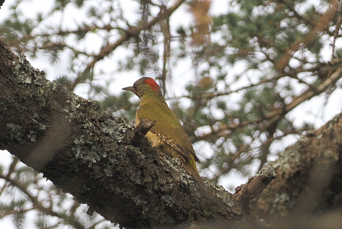 Levaillant's Woodpecker - ML620248138