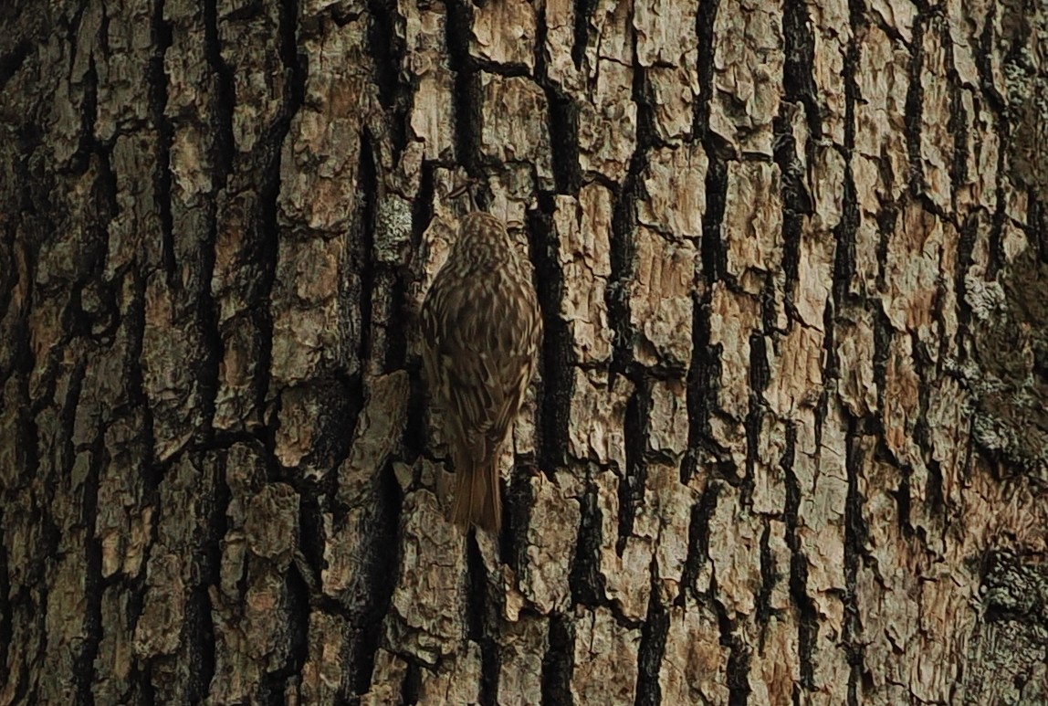 Short-toed Treecreeper - ML620248141