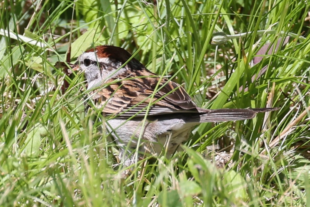 Chipping Sparrow - ML620248144