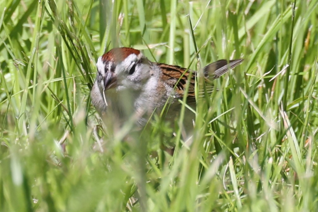 Chipping Sparrow - ML620248145