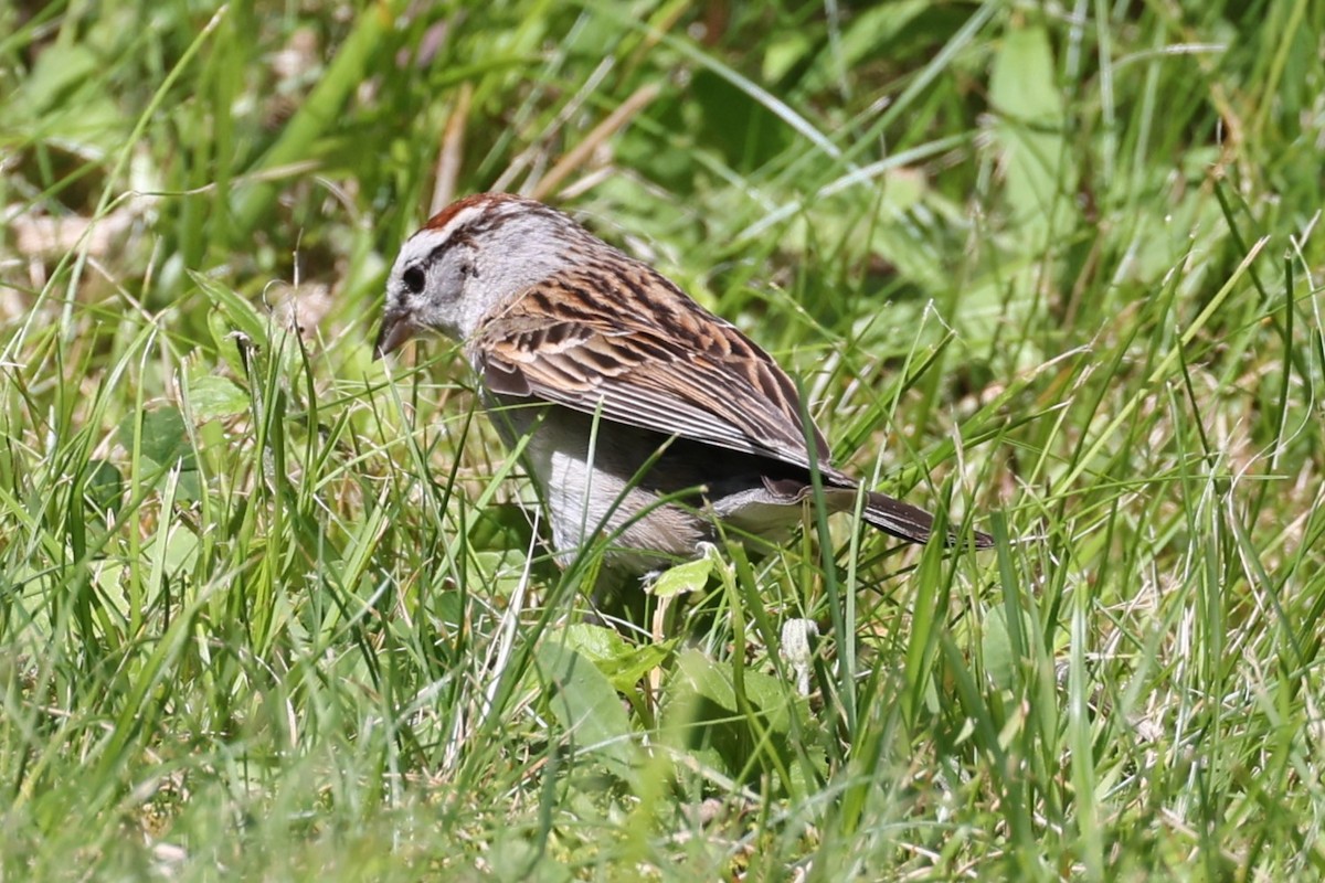 Chipping Sparrow - ML620248146