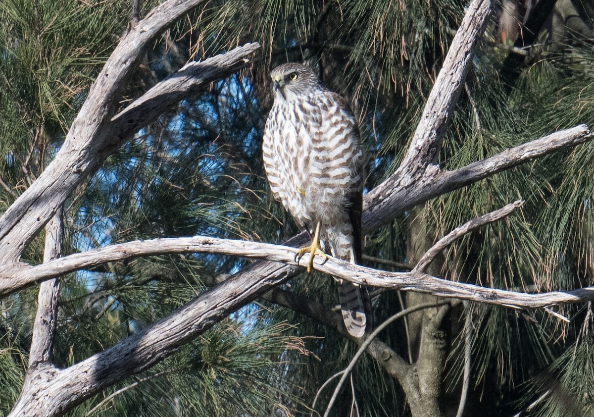 Brown Goshawk - ML620248159